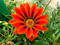 Rot Orange Mittagsgold Blumensamen zur Aussaat – ideal Rabatten – Traditionssorte & ohne Gentechnik Samen Hausgarten