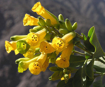 Tree Tobacco shrub with yellow trumpet-shaped Blumen