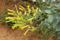 Tree Tobacco shrub with vibrant yellow Blumen