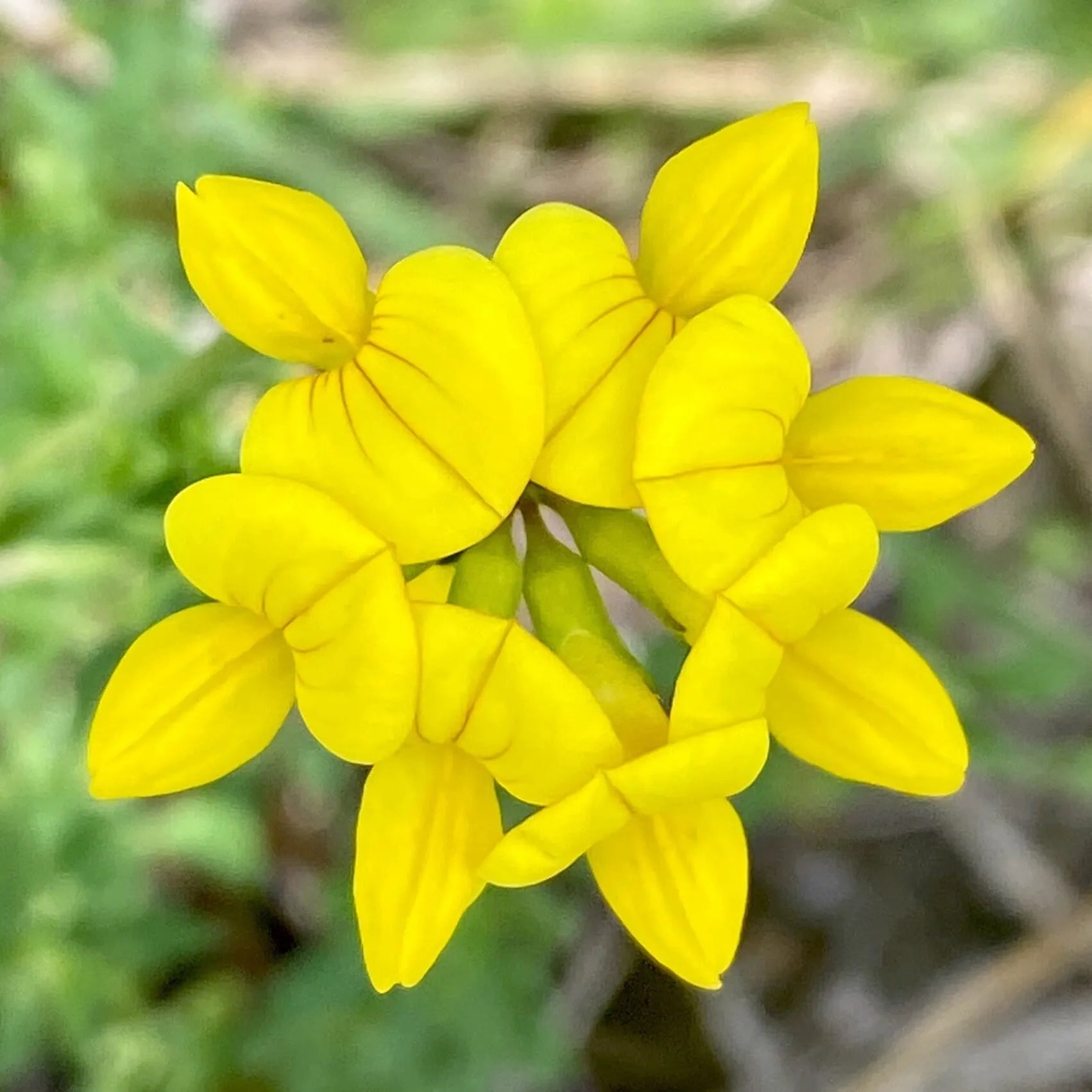 Trefoil pflanze samen – vibrant gelb blumen for gardening