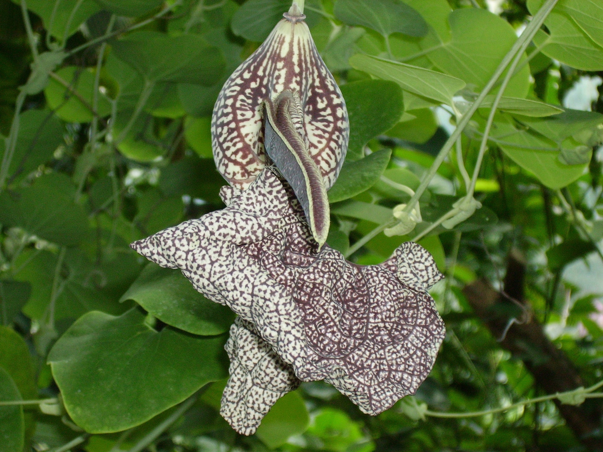Aristolochia elegans vines wachsend on trellis