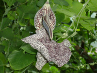 Aristolochia elegans vines wachsend on trellis