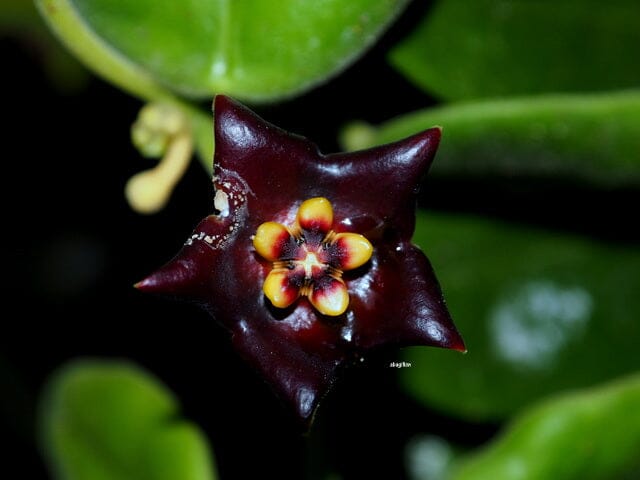 Schwarz hoya blumen on trellis