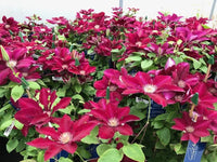 Burgundy clematis wachsend on trellis
