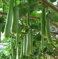 Bottle gourd samen für trellis growth