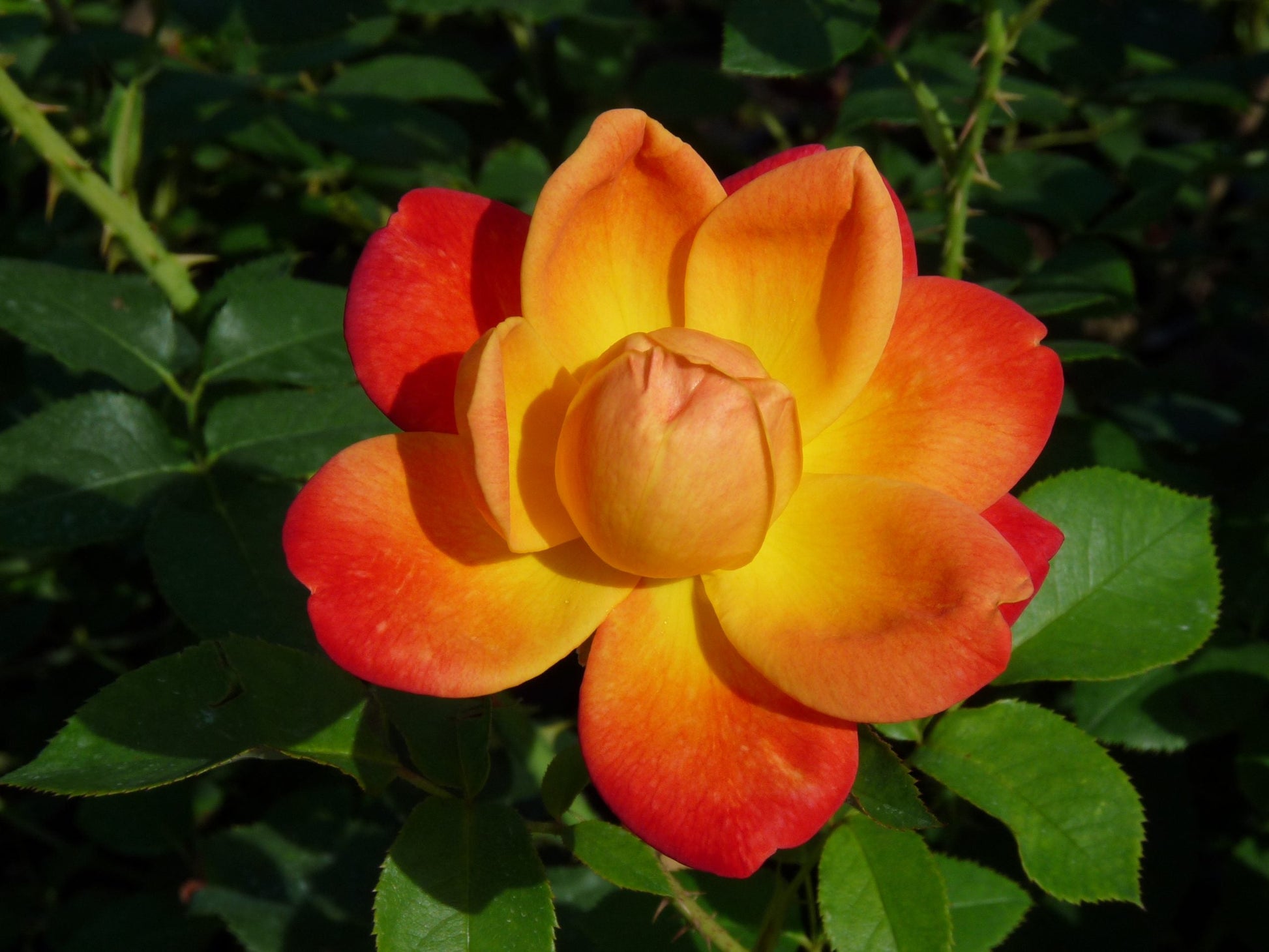 Majestic climbing roses on trellis