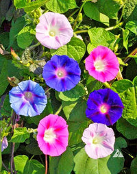 Morning glory blumen wachsend on trellis