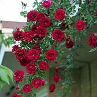Rot climbing roses wachsend on trellis
