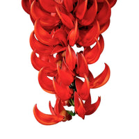 Light orange strongylodon macrobotrys climbing on trellis