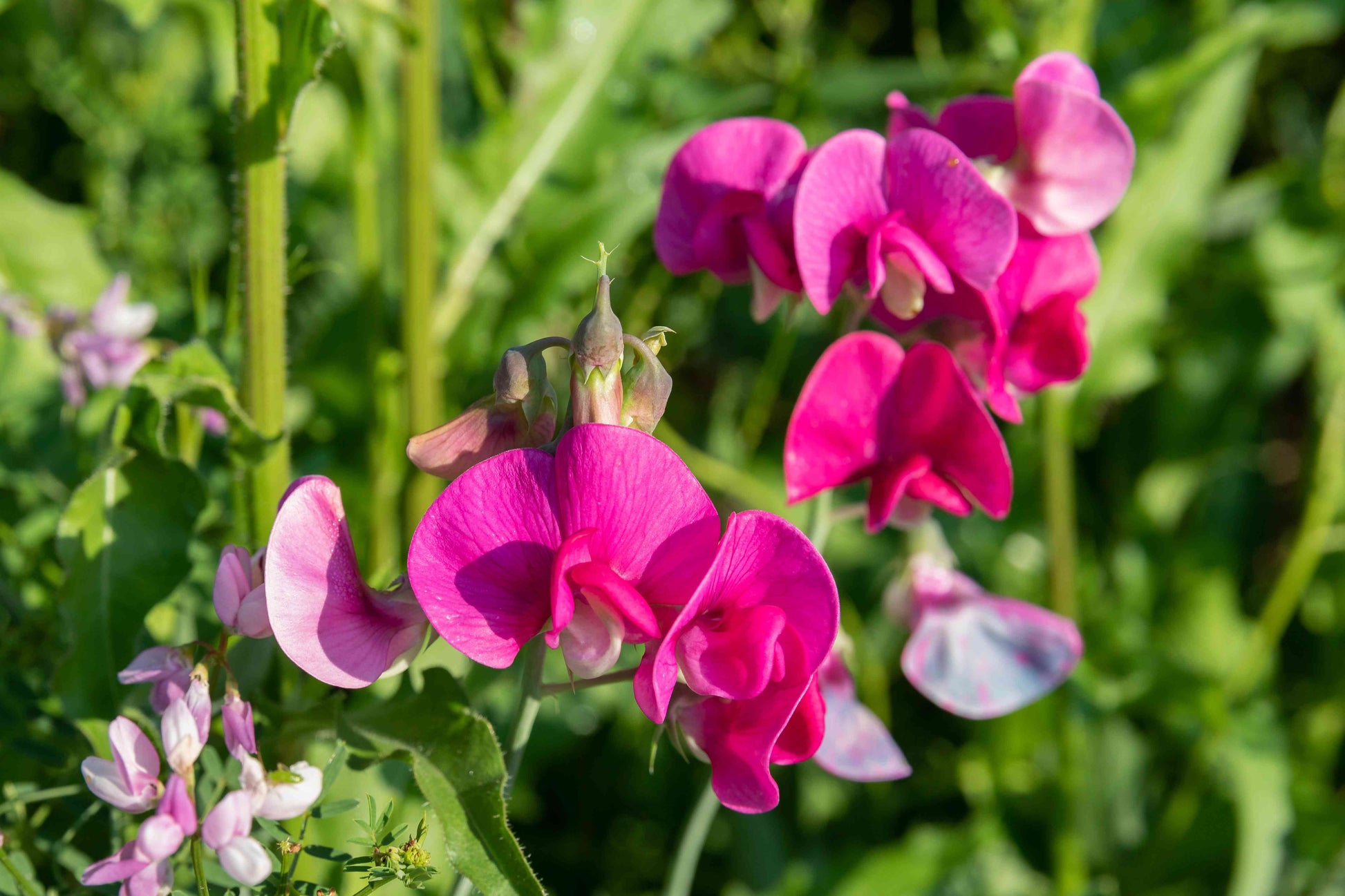 Weiß sweet pea blumen wachsend on trellis