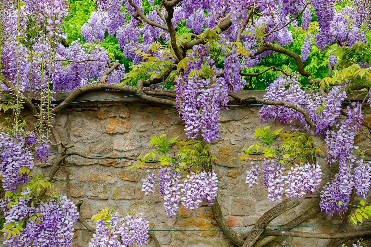 Wisteria blumen on trellis