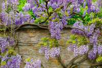 Wisteria blumen on trellis