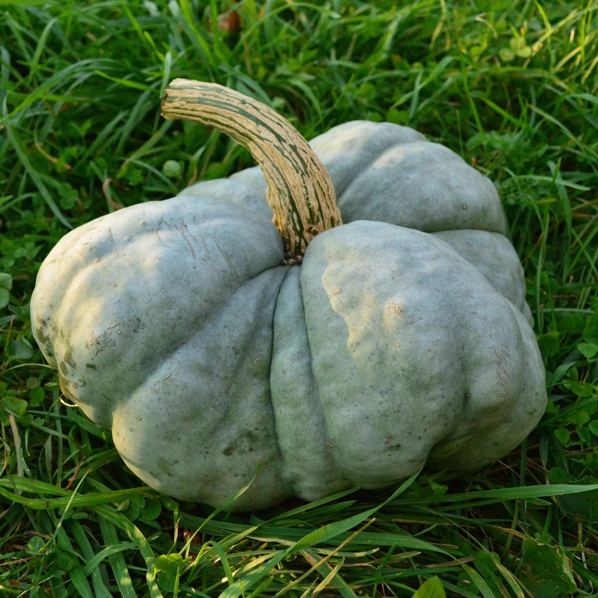 Gray Triamble Pumpkin Samen zum Pflanzen