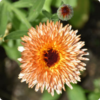 Triangle Flashback Calendula Samen with bi-color Blumen