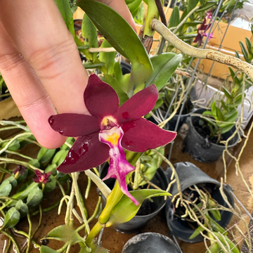 Trichoglottis blume samen for anpflanzung