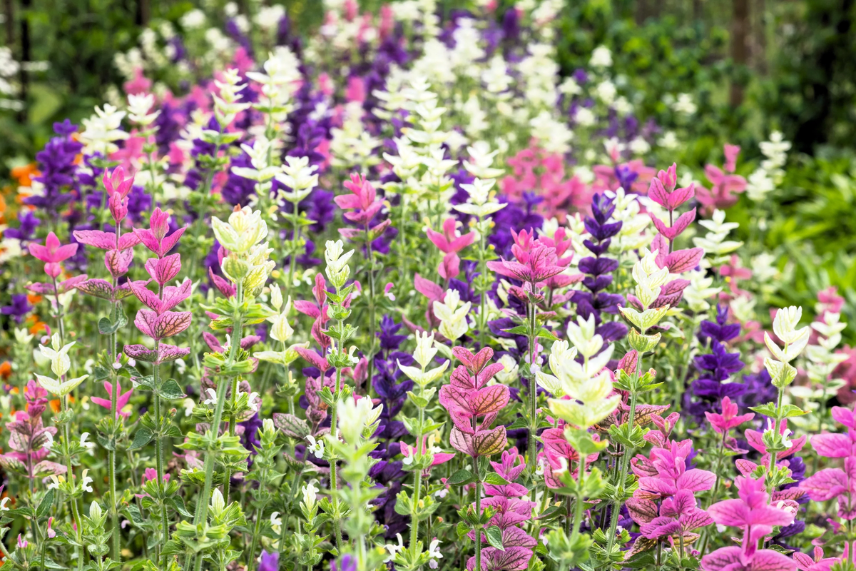 Salvia viridis horminum Kraut Blume Pflanze in Garten