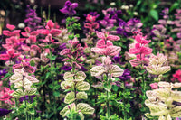 Tricolor Clary Sage Salvia viridis mix Samen blue pink white Blumen