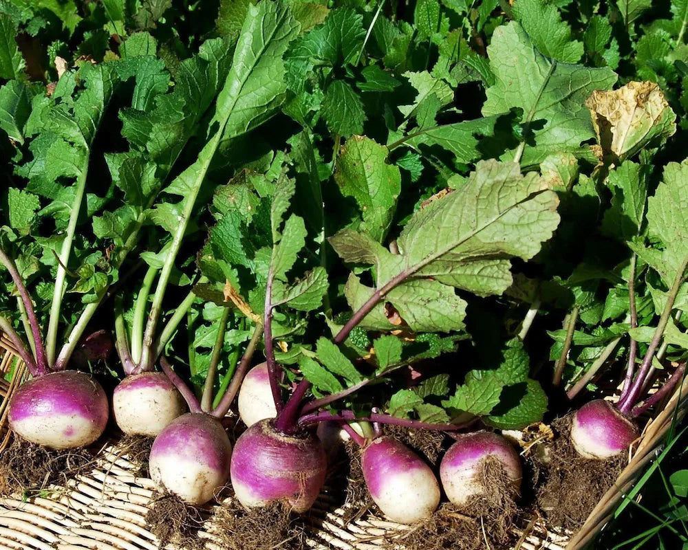Lila Rutabaga Samen for Gemüse Planting