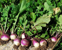 Lila Rutabaga Samen for Gemüse Planting