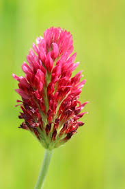 Trifolium incarnatum Close-Up of Crimson Red Blume Spikes
