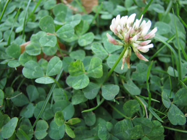 Weiß Trifolium Repens Blumensamen zur Aussaat – saisonal Dauerblüher – Traditionssorte & ohne Gentechnik Samen Hausgarten