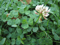 Weiß Trifolium Repens Blumensamen zur Aussaat – saisonal Dauerblüher – Traditionssorte & ohne Gentechnik Samen Hausgarten