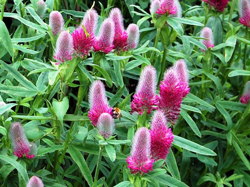 biologisch Rot Trifolium Incarnatum Blumensamen zur Aussaat leuchtend Traditionssorte & ohne Gentechnik Samen Hausgarten