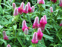 biologisch Rot Trifolium Incarnatum Blumensamen zur Aussaat leuchtend Traditionssorte & ohne Gentechnik Samen Hausgarten