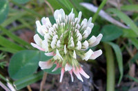 Weiß Trifolium Repens Blumensamen zur Aussaat – saisonal Dauerblüher – Traditionssorte & ohne Gentechnik Samen Hausgarten