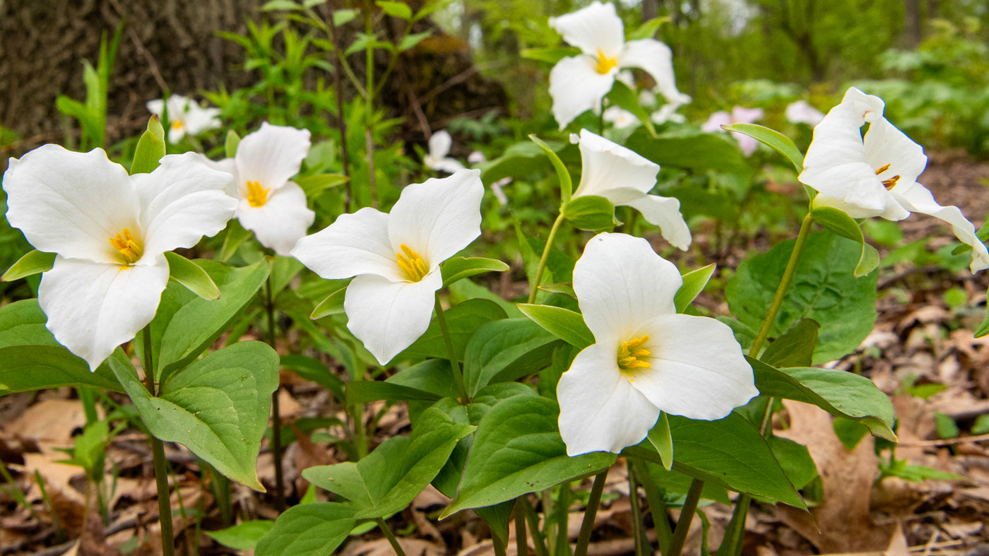 Grün Trillium Blumensamen zur Aussaat – pflegeleicht – Traditionssorte & ohne Gentechnik Samen Hausgarten