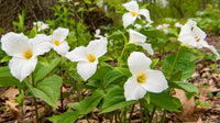 Grün Trillium Blumensamen zur Aussaat – pflegeleicht – Traditionssorte & ohne Gentechnik Samen Hausgarten