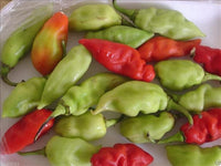 Trinidad pimento pepper samen non gmo für aussaat