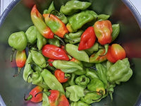 Trinidad pimento peppers wachsend on pflanze
