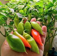 Trinidad pimento pepper samen ideal für backyard gardens