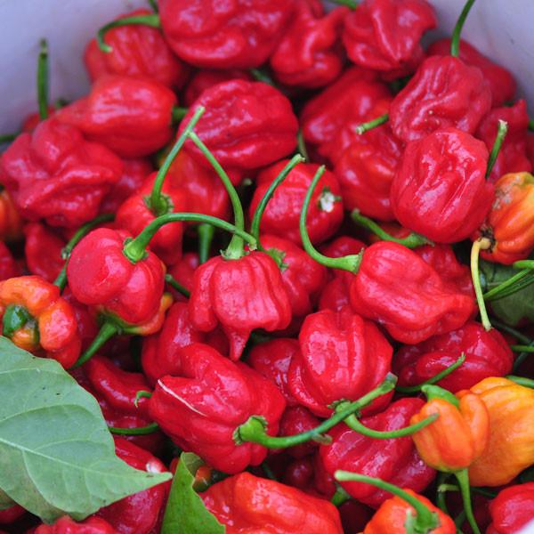 Rot Trinidad Scorpion Samen zum Pflanzen  Hot Pepper Variety