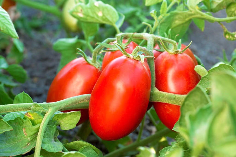 Trip-l-crop tomato samen für home gardens