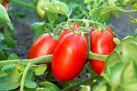 Trip-l-crop tomato samen für home gardens