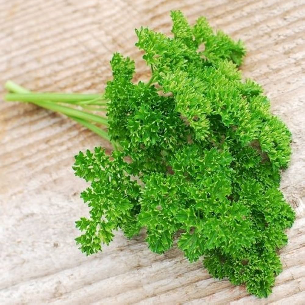 Triple Curled Parsley Kraut with dense green foliage