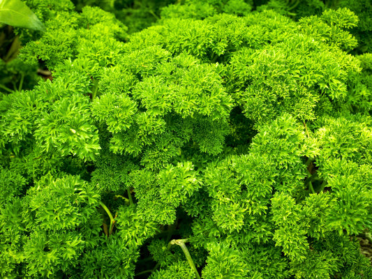 Triple Curled Parsley Pflanze with bright green curly leaves in Garten