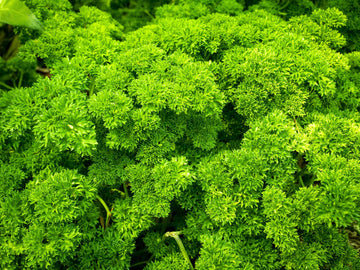 Triple Curled Parsley Pflanze with bright green curly leaves in Garten