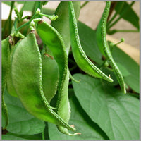 Tripoli bean samen ideal für home gardens