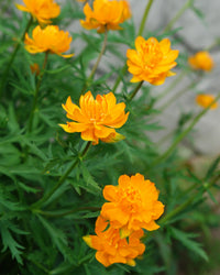 Trollius Blumensamen ideal zur Aussaat