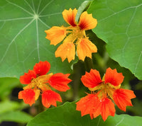Phoenix Blumensamen zur Aussaat Wildblume Mischung Traditionssorte & ohne Gentechnik Samen Hausgarten
