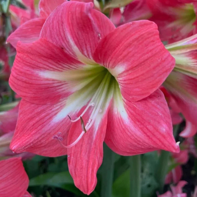 Tropical amaryllis barbados wachsend in töpfen
