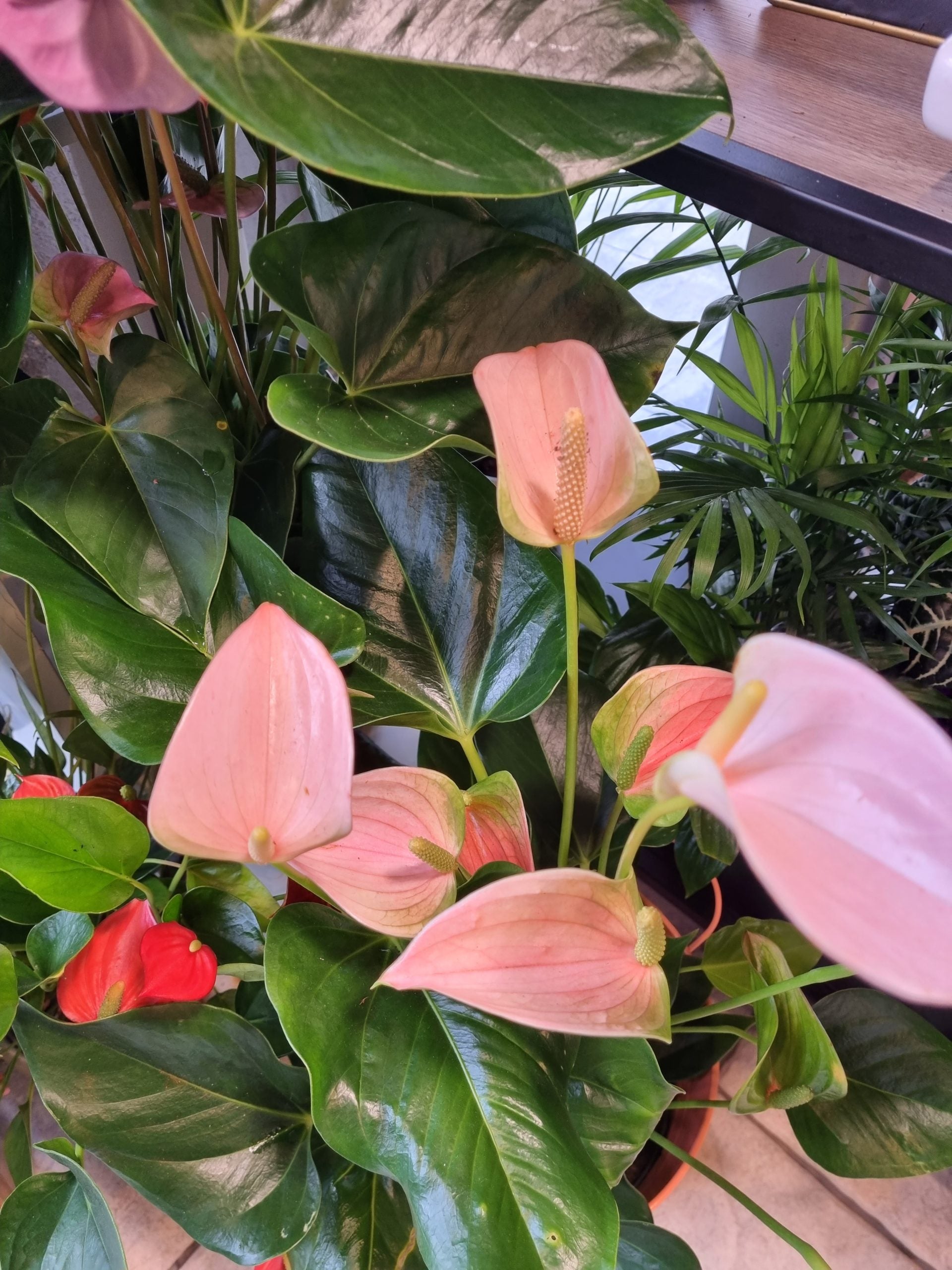 Tropical anthurium andraeanu cream pflanze display