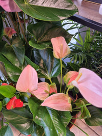 Tropical anthurium andraeanu cream pflanze display