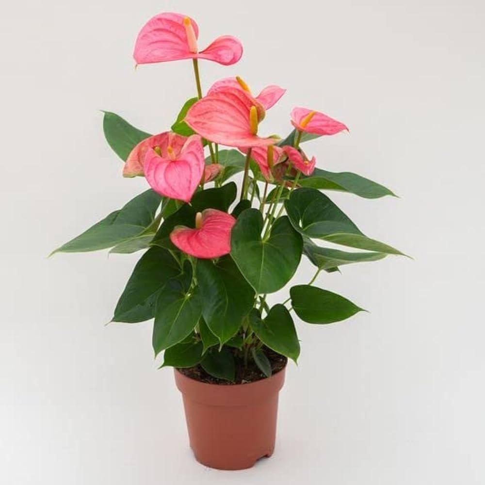 Tropical anthurium blumen in shaded garten