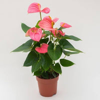 Tropical anthurium blumen in shaded garten