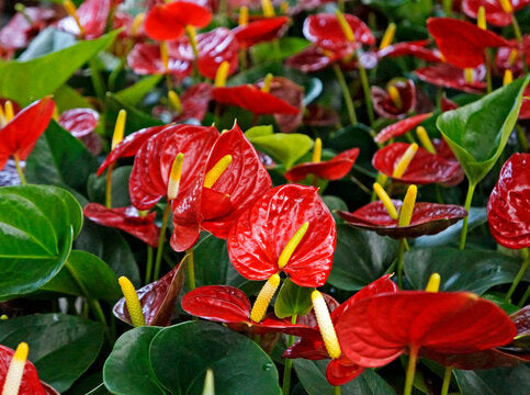 Tropical anthurium pflanzen with rot blumen