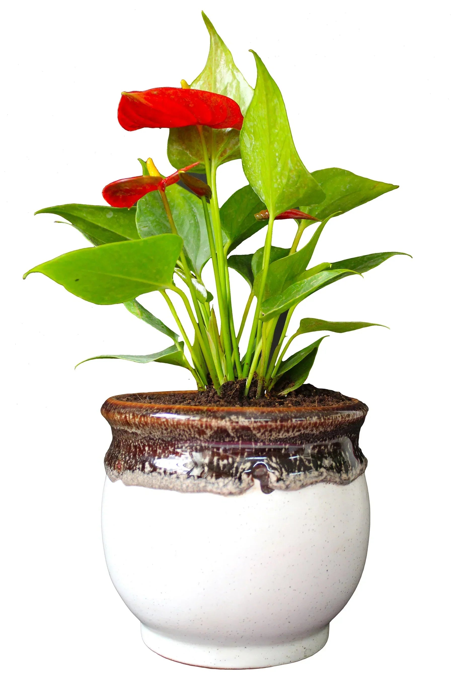 Tropical anthurium blumen in shaded garten